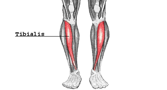Tibalis Anatomy Sketch