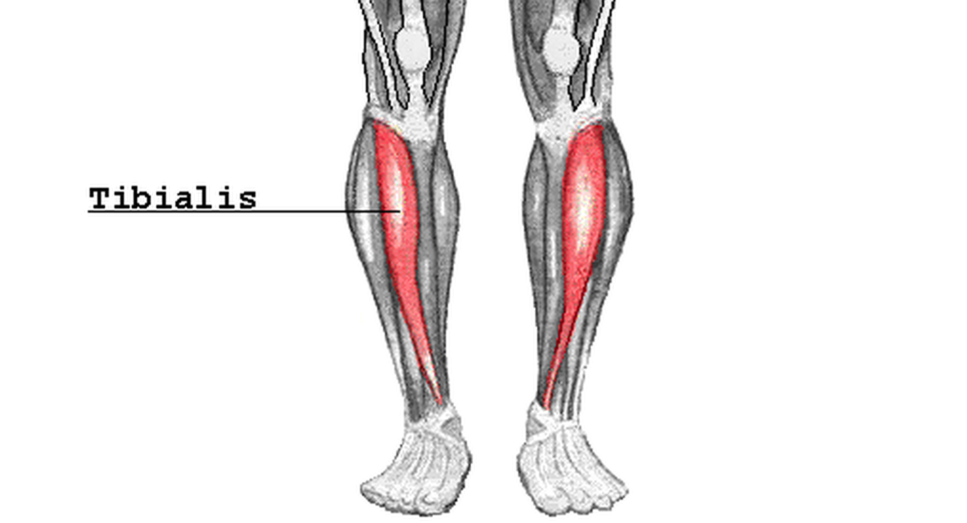 Tibialis Anterior on Lower Leg Anatomy Drawing